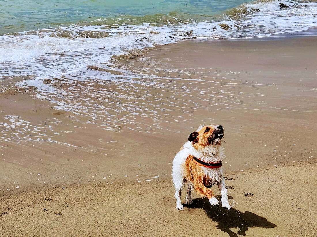 Shogun, il cane di casa, sulla spiaggia di Ostia